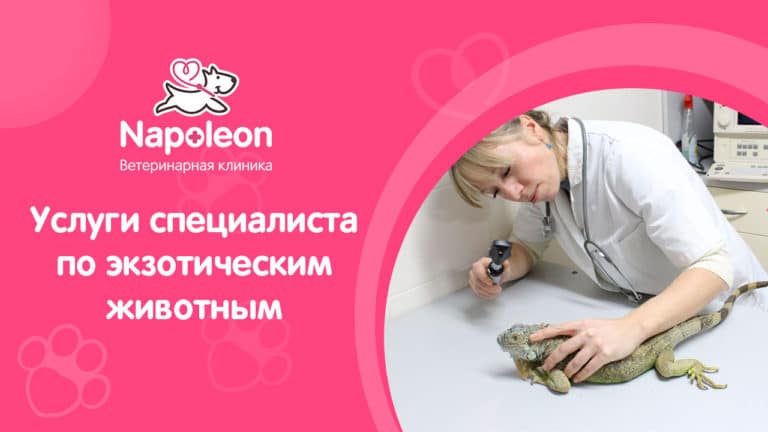 Наполеон ярославль ветеринарная. Napoleon, ярославль. Napoleon, ярославль. Наполеон ярославль ветеринарная. Узи диагностика ветклиника.