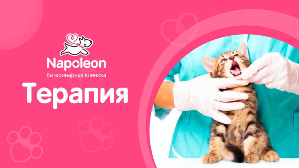 Наполеон ярославль. Наполеон ветклиника. Napoleon, ярославль. Napoleon, ярославль. Napoleon, ярославль.